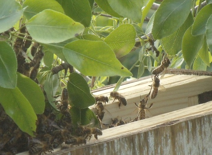 Swarm bees make a chain to help each other descend into a new hive.
